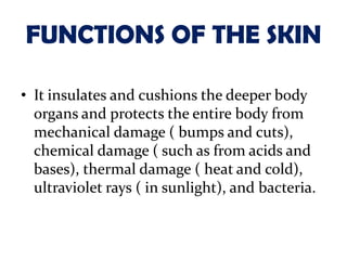 FUNCTIONS OF THE SKIN

• It insulates and cushions the deeper body
  organs and protects the entire body from
  mechanical damage ( bumps and cuts),
  chemical damage ( such as from acids and
  bases), thermal damage ( heat and cold),
  ultraviolet rays ( in sunlight), and bacteria.
 