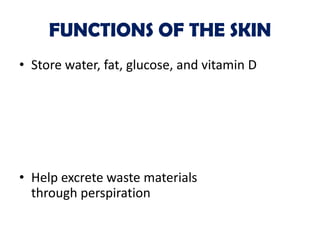 FUNCTIONS OF THE SKIN
• Store water, fat, glucose, and vitamin D




• Help excrete waste materials
  through perspiration
 