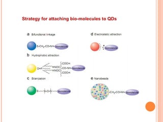 Strategy for attaching bio-molecules to QDs 