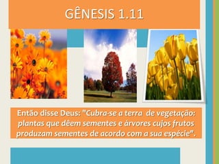 GÊNESIS 1.11Então disse Deus: "Cubra-se a terra  de vegetação: plantas que dêem sementes e árvores cujos frutos produzam sementes de acordo com a sua espécie".