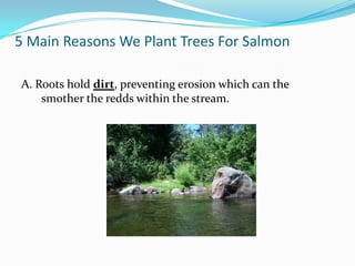 5 Main Reasons We Plant Trees For Salmon
A. Roots hold dirt, preventing erosion which can the
smother the redds within the stream.

 