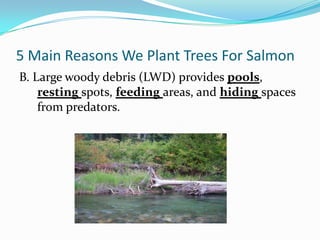 5 Main Reasons We Plant Trees For Salmon
B. Large woody debris (LWD) provides pools,
resting spots, feeding areas, and hiding spaces
from predators.

 