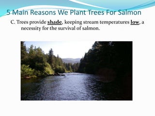 5 Main Reasons We Plant Trees For Salmon
C. Trees provide shade, keeping stream temperatures low, a
necessity for the survival of salmon.

 