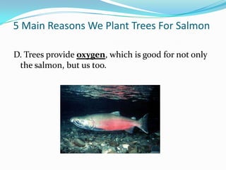 5 Main Reasons We Plant Trees For Salmon
D. Trees provide oxygen, which is good for not only
the salmon, but us too.

 