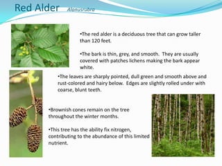 Red Alder

Alanusrubra

•The red alder is a deciduous tree that can grow taller
than 120 feet.
•The bark is thin, grey, and smooth. They are usually
covered with patches lichens making the bark appear
white.
•The leaves are sharply pointed, dull green and smooth above and
rust-colored and hairy below. Edges are slightly rolled under with
coarse, blunt teeth.
•Brownish cones remain on the tree
throughout the winter months.

•This tree has the ability fix nitrogen,
contributing to the abundance of this limited
nutrient.

 