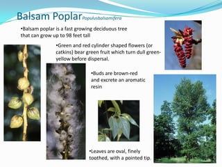 Balsam PoplarPopulusbalsamifera
•Balsam poplar is a fast growing deciduous tree
that can grow up to 98 feet tall
•Green and red cylinder shaped flowers (or
catkins) bear green fruit which turn dull greenyellow before dispersal.
•Buds are brown-red
and excrete an aromatic
resin

•Leaves are oval, finely
toothed, with a pointed tip.

 