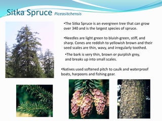 Sitka Spruce Piceasitchensis
•The Sitka Spruce is an evergreen tree that can grow
over 340 and is the largest species of spruce.
•Needles are light green to bluish-green, stiff, and
sharp. Cones are reddish to yellowish brown and their
seed scales are thin, wavy, and irregularly toothed.
•The bark is very thin, brown or purplish grey,
and breaks up into small scales.

•Natives used softened pitch to caulk and waterproof
boats, harpoons and fishing gear.

 