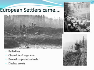 European Settlers came….

• Built dikes
• Cleared local vegetation
• Farmed crops and animals
• Ditched creeks

 