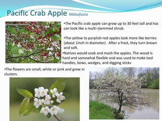 Pacific Crab Apple Malusfusca
•The Pacific crab apple can grow up to 30 feet tall and has
can look like a multi-stemmed shrub.
•The yellow to purplish-red apples look more like berries
(about 1inch in diameter) . After a frost, they turn brown
and soft.
•Natives would cook and mash the apples. The wood is
hard and somewhat flexible and was used to make tool
handles, bows, wedges, and digging sticks

•The flowers are small, white or pink and grow in
clusters.

 
