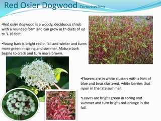 Red Osier Dogwood Cornussericea
•Red osier dogwood is a woody, deciduous shrub
with a rounded form and can grow in thickets of up
to 3-10 feet.
•Young bark is bright red in fall and winter and turns
more green in spring and summer. Mature bark
begins to crack and turn more brown.

•Flowers are in white clusters with a hint of
blue and bear clustered, white berries that
ripen in the late summer.
•Leaves are bright green in spring and
summer and turn bright red-orange in the
fall.

 