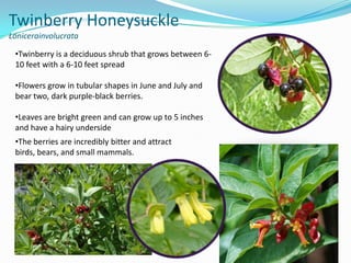 Twinberry Honeysuckle
Lonicerainvolucrata
•Twinberry is a deciduous shrub that grows between 610 feet with a 6-10 feet spread
•Flowers grow in tubular shapes in June and July and
bear two, dark purple-black berries.
•Leaves are bright green and can grow up to 5 inches
and have a hairy underside
•The berries are incredibly bitter and attract
birds, bears, and small mammals.

 