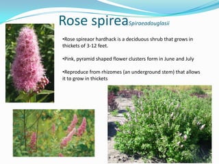 Rose spireaSpiraeadouglasii
•Rose spireaor hardhack is a deciduous shrub that grows in
thickets of 3-12 feet.
•Pink, pyramid shaped flower clusters form in June and July
•Reproduce from rhizomes (an underground stem) that allows
it to grow in thickets

 