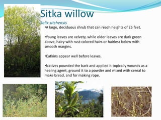 Sitka willow
Salix sitchensis

•A large, deciduous shrub that can reach heights of 25 feet.
•Young leaves are velvety, while older leaves are dark green
above, hairy with rust-colored hairs or hairless below with
smooth margins.
•Catkins appear well before leaves.
•Natives pounded the bark and applied it topically wounds as a
healing agent, ground it to a powder and mixed with cereal to
make bread, and for making rope.

 