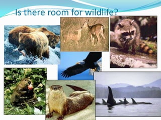 Is there room for wildlife?

 