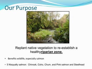 Our Purpose

Replant native vegetation to re-establish a
healthyriparian zone.
• Benefits wildlife, especially salmon
• 5 Nisqually salmon: Chinook, Coho, Chum, and Pink salmon and Steelhead

 