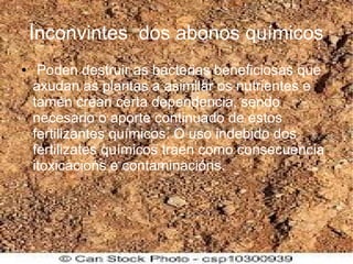Inconvintes dos abonos químicos
● Poden destruir as bacterias beneficiosas que
axudan as plantas a asimilar os nutrientes e
tamén crean certa dependencia, sendo
necesario o aporte continuado de estos
fertilizantes químicos. O uso indebido dos
fertilizates químicos traen como consecuencia
itoxicaciońs e contaminacións.
 