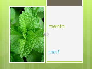 menta
mint
 