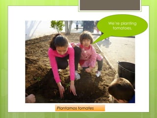 We’re planting
tomatoes.
Plantamos tomates
 