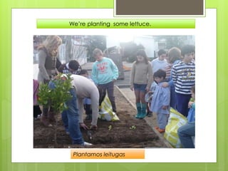We’re planting some lettuce.
Plantamos leitugas
 