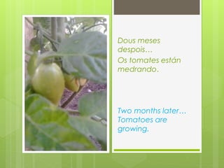 Two months later…
Tomatoes are
growing.
Dous meses
despois…
Os tomates están
medrando.
 