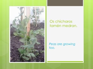 Os chícharos
tamén medran.
Peas are growing
too.
 
