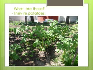 - What are these?
- They’re potatoes.
 