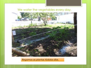 We water the vegetables every day.
Regamos as plantas tódolos días.
 