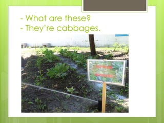 - What are these?
- They’re cabbages.
 