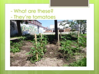 - What are these?
- They’re tomatoes
 