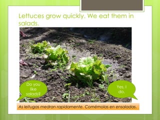 Lettuces grow quickly. We eat them in
salads.
Do you
like
salads?
Yes, I
do.
As leitugas medran rapidamente. Comémolas en ensaladas.
 