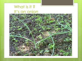 What is it ?
It’s an onion
 