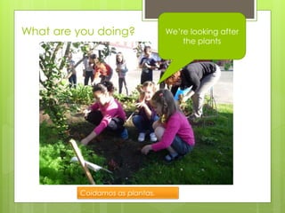 What are you doing? We’re looking after
the plants
Coidamos as plantas.
 