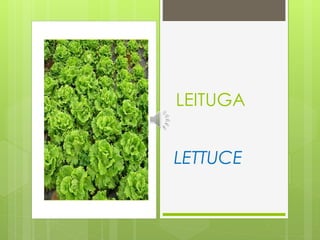 LEITUGA
LETTUCE
 