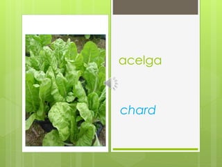 acelga
chard
 