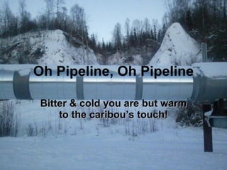 Oh Pipeline, Oh Pipeline Bitter & cold you are but warm to the caribou’s touch! 