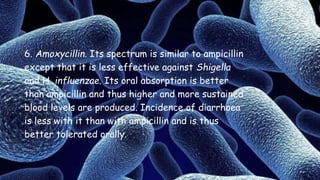 6. Amoxycillin. Its spectrum is similar to ampicillin
except that it is less effective against Shigella
and H. influenzae. Its oral absorption is better
than ampicillin and thus higher and more sustained
blood levels are produced. Incidence of diarrhoea
is less with it than with ampicillin and is thus
better tolerated orally.
 