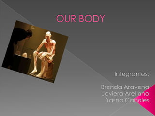 OUR BODY Integrantes: Brenda Aravena Javiera Arellano Yasna Canales 