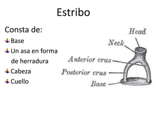 EstriboConsta de:Base Un asa en forma     de herradura  CabezaCuello