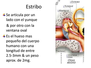 EstriboSe articula por un lado con el yunque    & por otro con la ventana ovalEs el hueso mas pequeño del cuerpo humano con una longitud de entre 2.5-3mm & un peso aprox. de 2mg.