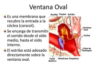 Ventana OvalEs una membrana que recubre la entrada a la cóclea (caracol).Se encarga de transmitir el sonido desde el oído medio, hasta el oído interno.El estribo está adosado directamente sobre la ventana oval.