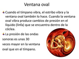 Ventana ovalCuando el tímpano vibra, el estribo vibra y la ventana oval también lo hace. Cuando la ventana oval vibra produce cambios de presión en el líquido (linfa) que se encuentra dentro de la cóclea.La presión de las ondas sonoras es unas 30 veces mayor en la ventana oval que en el tímpano. 