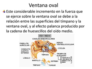 Ventana ovalEste considerable incremento en la fuerza que se ejerce sobre la ventana oval se debe a la relación entre las superficies del tímpano y la ventana oval, y al efecto palanca producido por la cadena de huesecillos del oído medio.