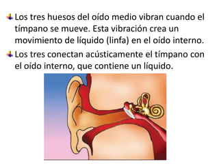 Los tres huesos del oído medio vibran cuando el tímpano se mueve. Esta vibración crea un movimiento de líquido (linfa) en el oído interno.Los tres conectan acústicamente el tímpano con el oído interno, que contiene un líquido.
