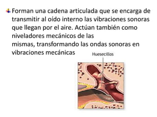 Forman una cadena articulada que se encarga de transmitir al oído interno las vibraciones sonoras que llegan por el aire. Actúan también como niveladores mecánicos de las mismas, transformando las ondas sonoras en vibraciones mecánicas.