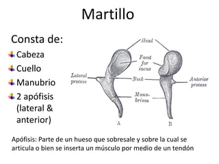 MartilloConsta de:CabezaCuelloManubrio2 apófisis (lateral & anterior)Apófisis: Parte de un hueso que sobresale y sobre la cual se articula o bien se inserta un músculo por medio de un tendón