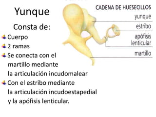 Yunque      Consta de:Cuerpo 2 ramasSe conecta con el    martillo mediante     la articulación incudomalearCon el estribo mediante     la articulación incudoestapedial    y la apófisis lenticular.