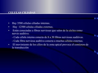 CELULAS CILIADAS Hay 3500 células ciliadas internas. Hay  12500 células ciliadas externas. Están conectadas a fibras nerviosas que salen de la cóclea como nervio auditivo. - Cada célula interna conecta de 8 a 30 fibras nerviosas auditivas. - Cada fibra nerviosa auditiva conecta a muchas células externas. El movimiento de los cilios de la zona apical provoca el comienzo de la transducción 
