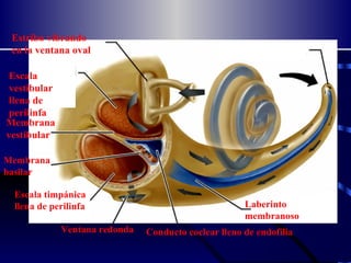 Coclea Estribo vibrando en la ventana oval Escala vestíbular llena de perilinfa Membrana vestíbular Escala timpánica llena de perilinfa Membrana basilar Ventana redonda Conducto coclear lleno de endofilia Laberinto membranoso 