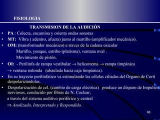 FISIOLOGIA TRANSMISION DE LA AUDICIÓN PA  : Colecta, encamina y orienta ondas sonoras MT:  Vibra ( adentro, afuera) junto al martillo (amplificador mecánico). OM:  (transformador mecánico) a traves de la cadena osicular Martillo, yunque, estribo (platisma), ventana oval . Movimiento de pistón. OI:   - Perilinfa de rampa vestibular    helicotrema    rampa timpánica     ventana redonda  (abaulada hacia caja timpánica).  En su trayecto perilinfatico va estimulando las células ciliadas del Órgano de Corti despolarizándolas. Despolarización de cel. (cambio de carga eléctrica)  produce un disparo de Impulsos nerviosos, conducido por fibras de N. Coclear,  a través del sistema auditivo periférico y central     Analizado, Interpretado y Respondido. 