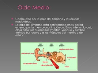 Compuesto por la caja del tímpano y las celdas mastoideas.  La caja del Tímpano está conformada en su pared externa por la membrana timpánica. En su interior, la caja aloja a los tres huesecillos (martillo, yunque y estribo), trompa eustaquio y a los músculos del martillo y del estribo.  